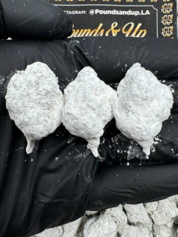 Snowball Gusherz
