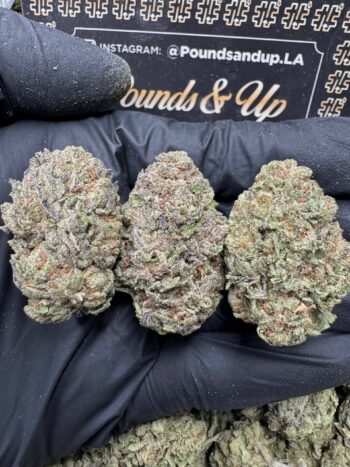Sweet Gelato