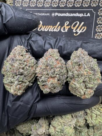 Purple Kushmintz