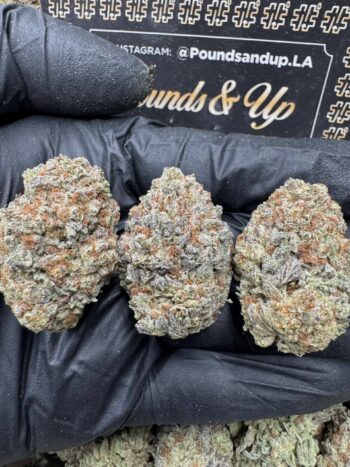 Cocoa Cloud
