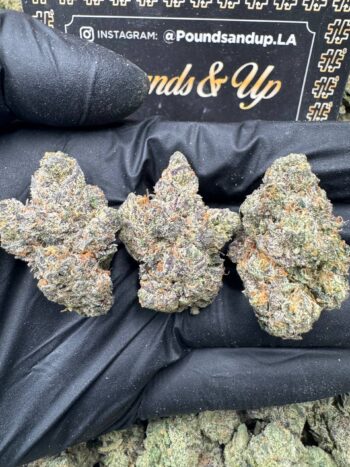 Kandy Warz