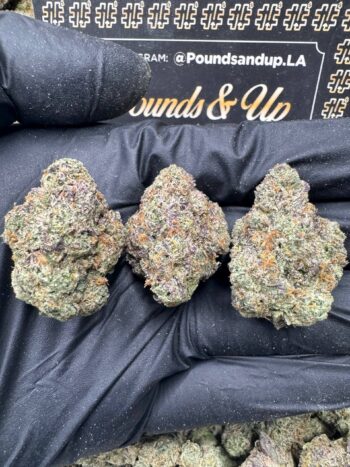 Bubble-Gum Gelato