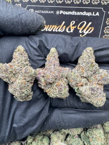 Lemon Cherry Sherbet