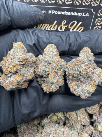 Berry Bonds