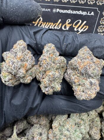 Black Cherry Gelato