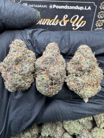 Black Cherry Gelato