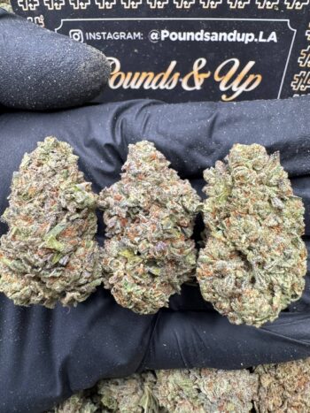 Ice Cream Zlush
